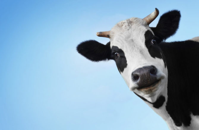 В Прикамье предупреждают о профилактике заболеваний крупного рогатого скота